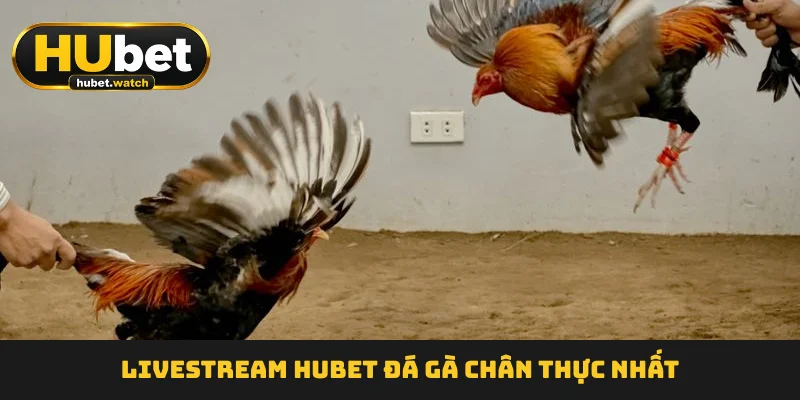 Livestream HUBET Đá Gà chân thực nhất Livestream HUBET Đá Gà chân thực nhất
