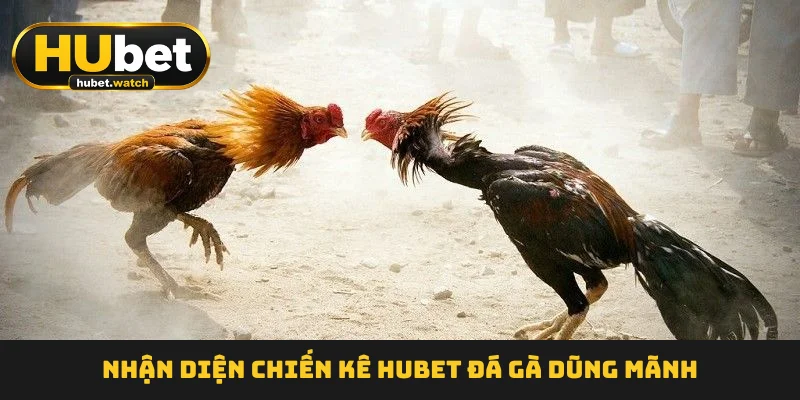 Nhận diện chiến kê HUBET Đá Gà dũng mãnh Nhận diện chiến kê HUBET Đá Gà dũng mãnh